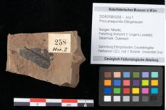 Foto (Objekt + Etikett) von Pinus praepumilio Ettingshausen (NHMW-GEO-2024-0188-0258)